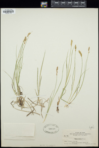 Carex siccata image