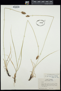 Carex praegracilis image