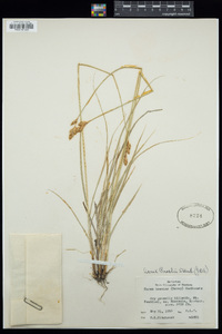 Carex preslii image