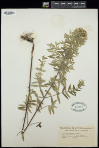 Pycnanthemum pilosum image