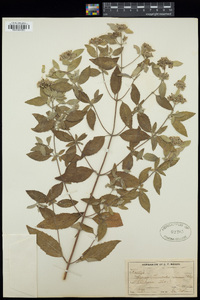 Koellia pycnanthemoides image