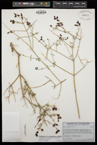 Scutellaria mexicana image