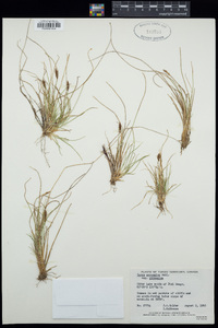 Carex pyrenaica subsp. pyrenaica image