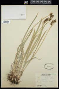 Carex raynoldsii image