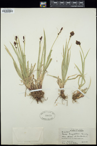 Carex raynoldsii image