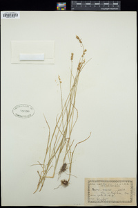 Carex rosea image