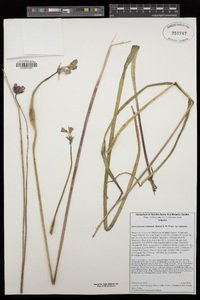 Dichelostemma capitatum subsp. capitatum image