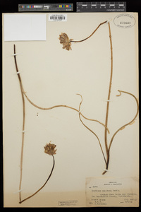 Dichelostemma capitatum image