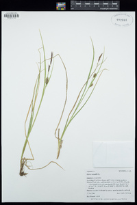 Carex saxatilis image