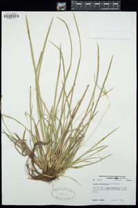 Carex saximontana image