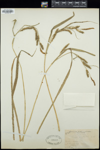 Carex scabrata image