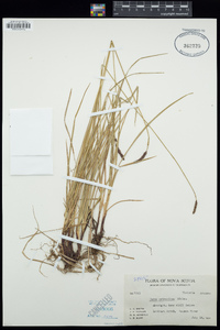 Carex scirpoidea image