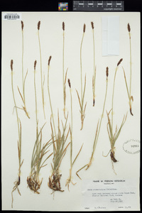 Carex stenochlaena image