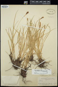 Carex scirpoidea image