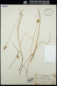 Carex scoparia image