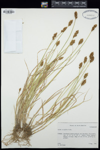 Carex scoparia image