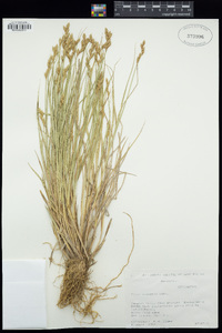 Carex scoparia image