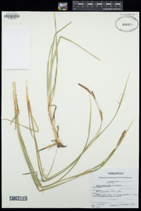 Carex sheldonii image