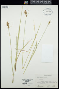 Carex siccata image