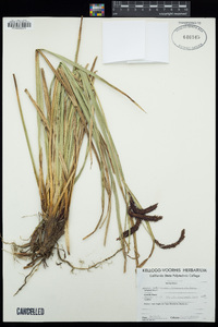 Carex sitchensis image