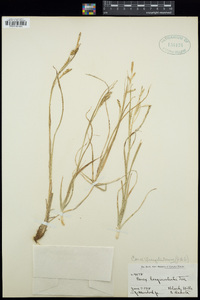 Carex sprengelii image