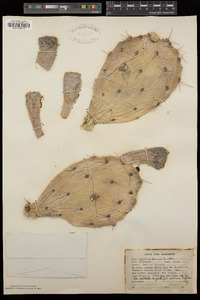 Opuntia phaeacantha var. laevis image