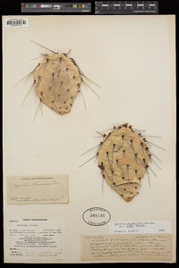 Opuntia phaeacantha image