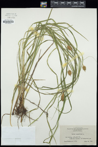 Carex squarrosa image