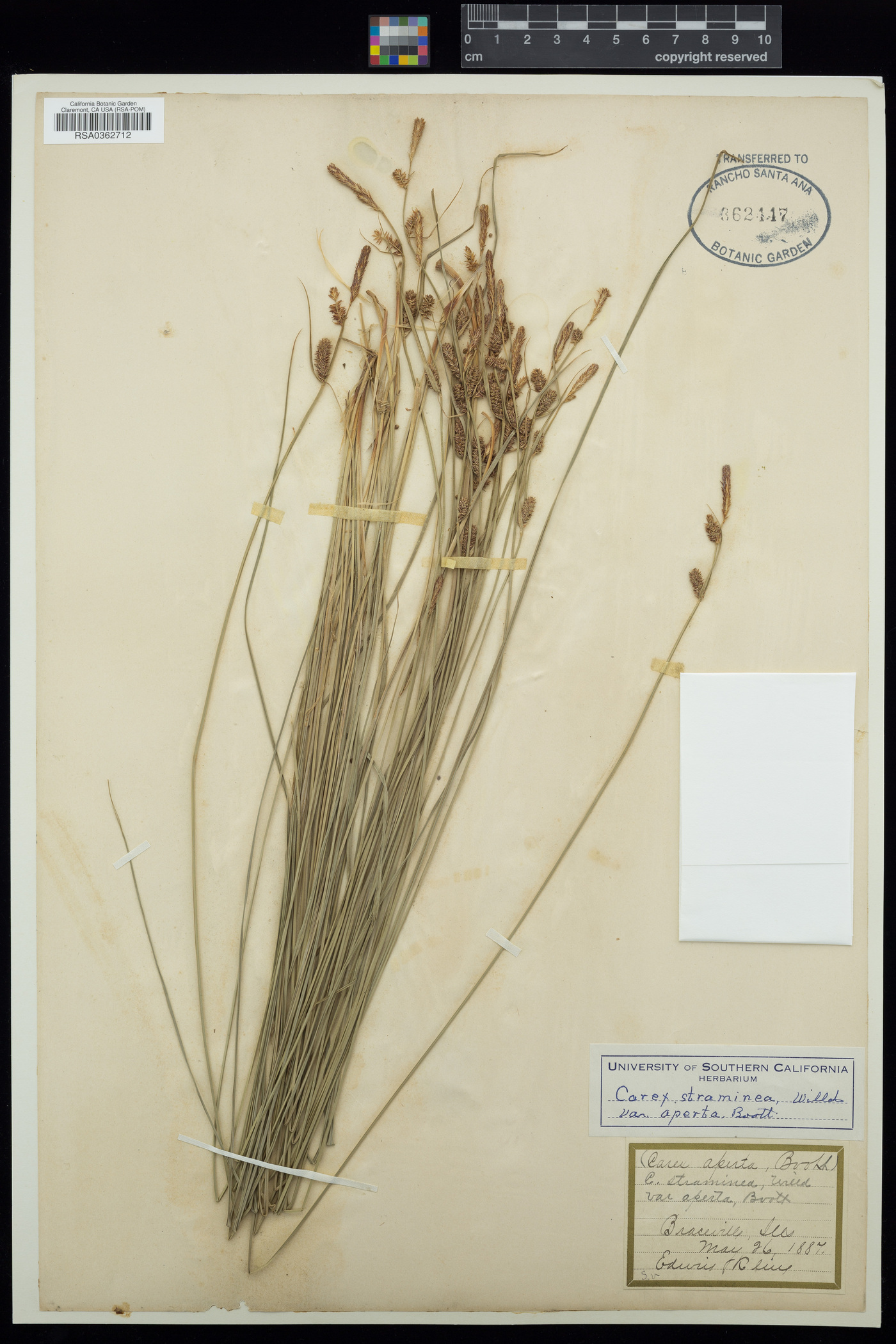 Carex straminea var. aperta image