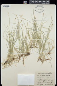 Carex tenella image