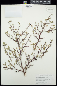 Bursera microphylla image