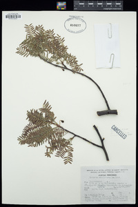 Bursera morelensis image