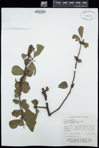 Bursera schlechtendalii image