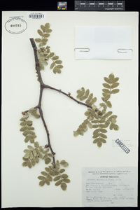 Bursera submoniliformis image