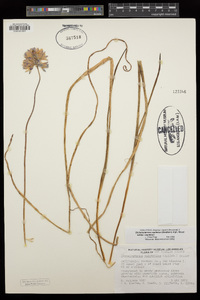 Dichelostemma capitatum image