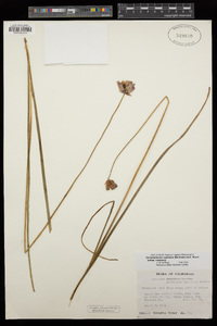 Dichelostemma capitatum image