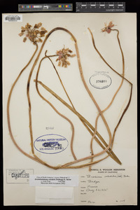 Dichelostemma volubile image