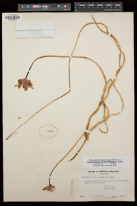 Dichelostemma volubile image