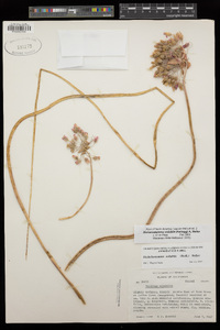 Dichelostemma volubile image