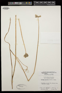 Dichelostemma capitatum image