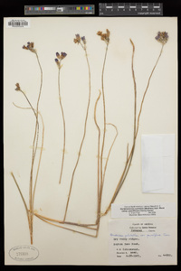 Dichelostemma capitatum subsp. pauciflorum image