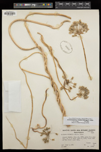 Dichelostemma volubile image