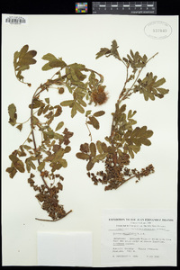 Acaena ovalifolia image