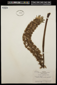 Eucomis comosa image