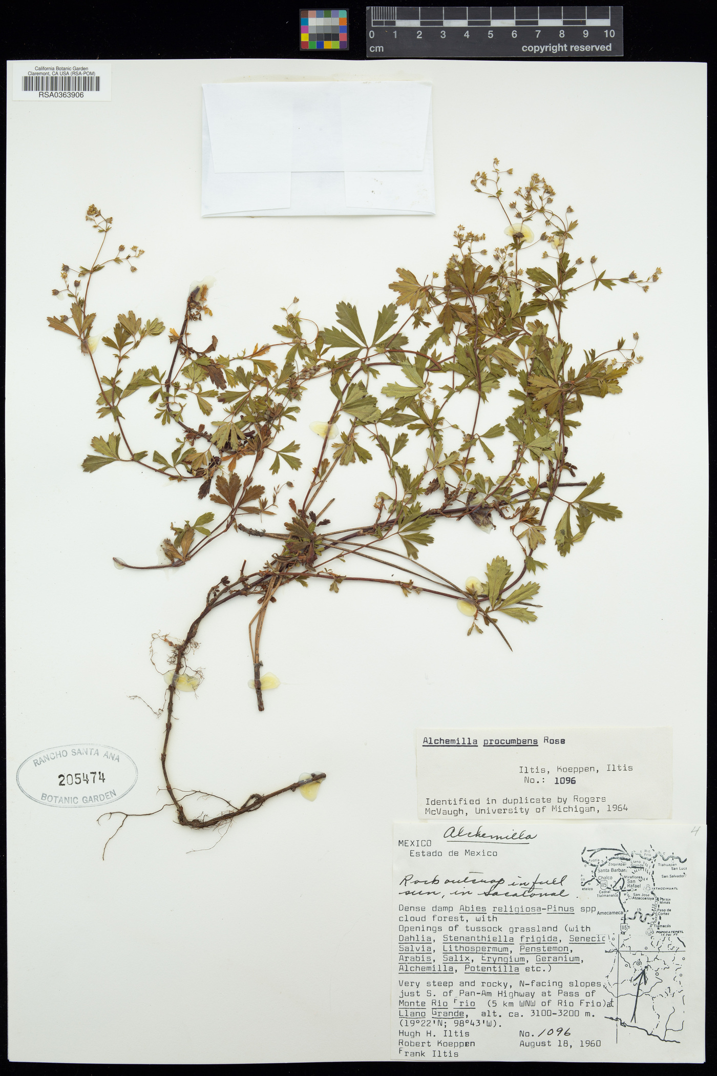 Alchemilla procumbens image