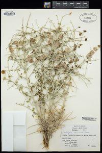 Scutellaria mexicana image