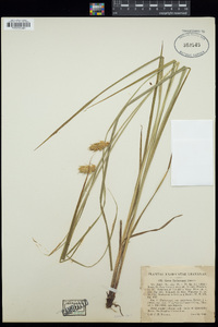 Carex tuckermanii image