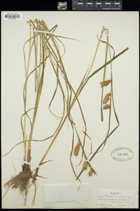 Carex tuckermanii image