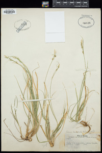 Carex leucodonta image