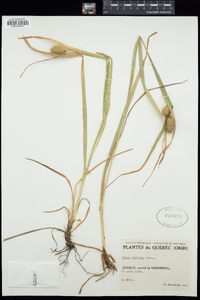 Carex typhina image